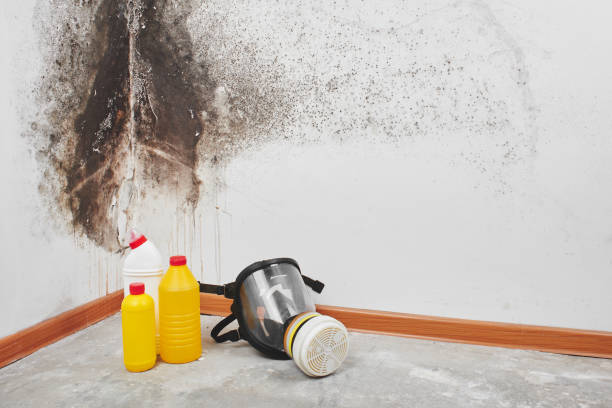 Professional Mold Removal in Troup, TX