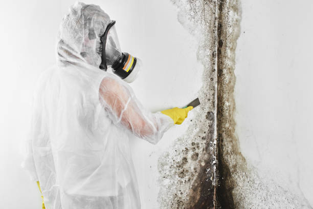 Best Black Mold Removal  in Troup, TX