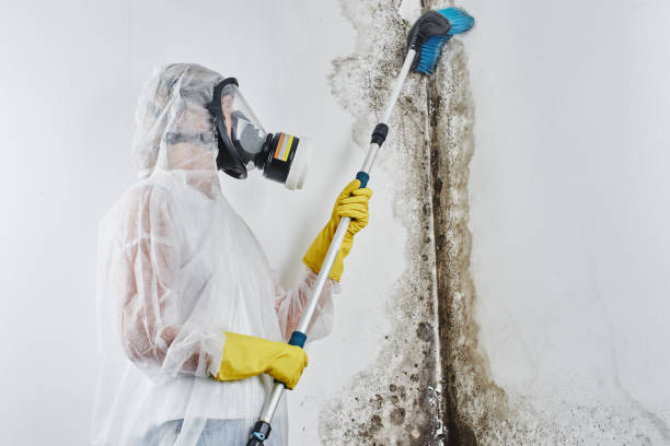 Best Commercial Mold Removal  in Troup, TX