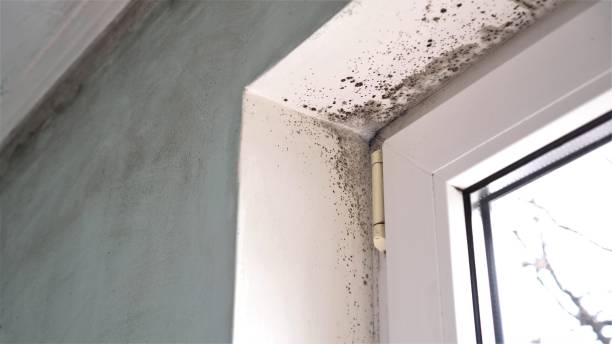 Best Fast Mold Removal  in Troup, TX
