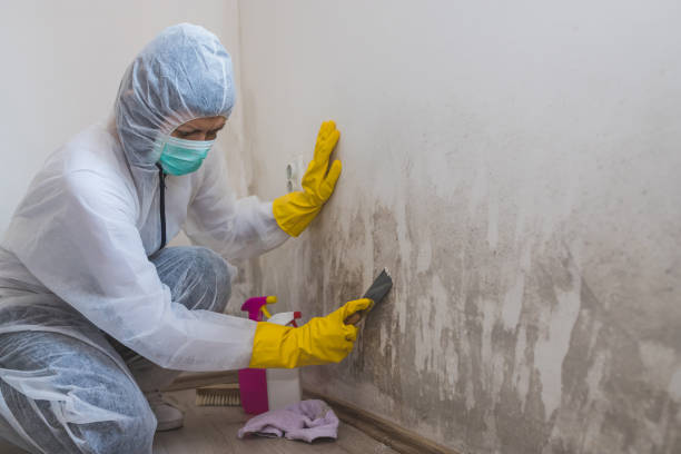 Best Mold Inspection  in Troup, TX