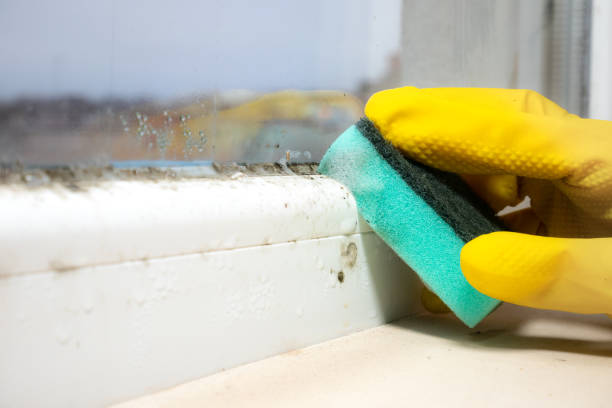 Best Same-Day Mold Removal  in Troup, TX
