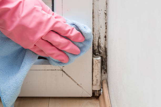 Best Affordable Mold Removal  in Troup, TX