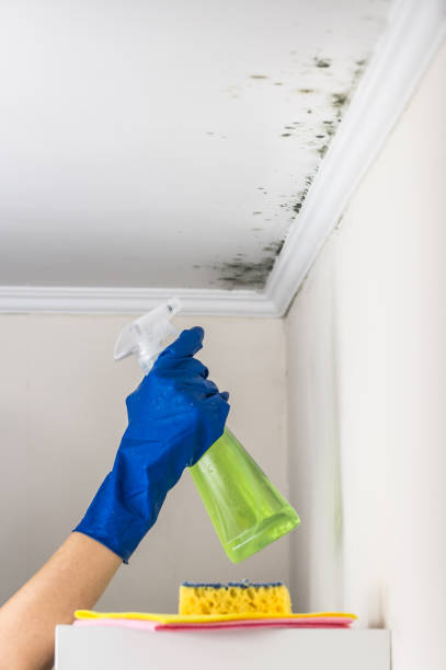 Best Emergency Mold Removal  in Troup, TX